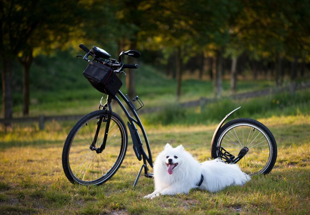 dog, scooter, bicycle, wheels, sport, motion for a resolution, to twist, pet, animal, injury-free, damage, nature, outdoors, training, active, activity, step